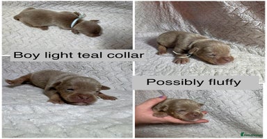 Old Tyme Bulldog dogs beautiful olde tyme bulldog puppies  - Advert 11