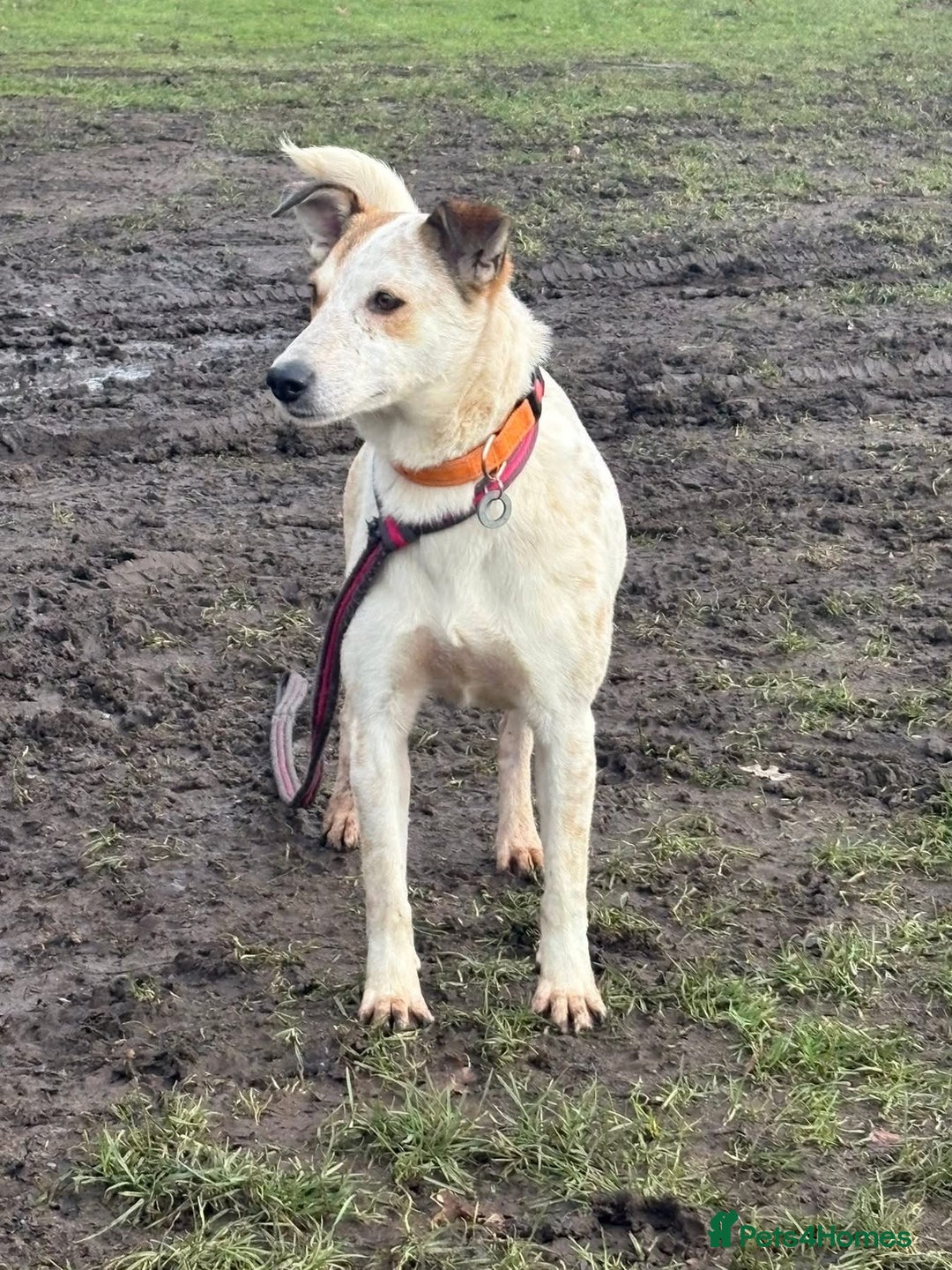 Mixed Breed dogs for adoption: Trinity - Norwich Norfolk  - Advert 2