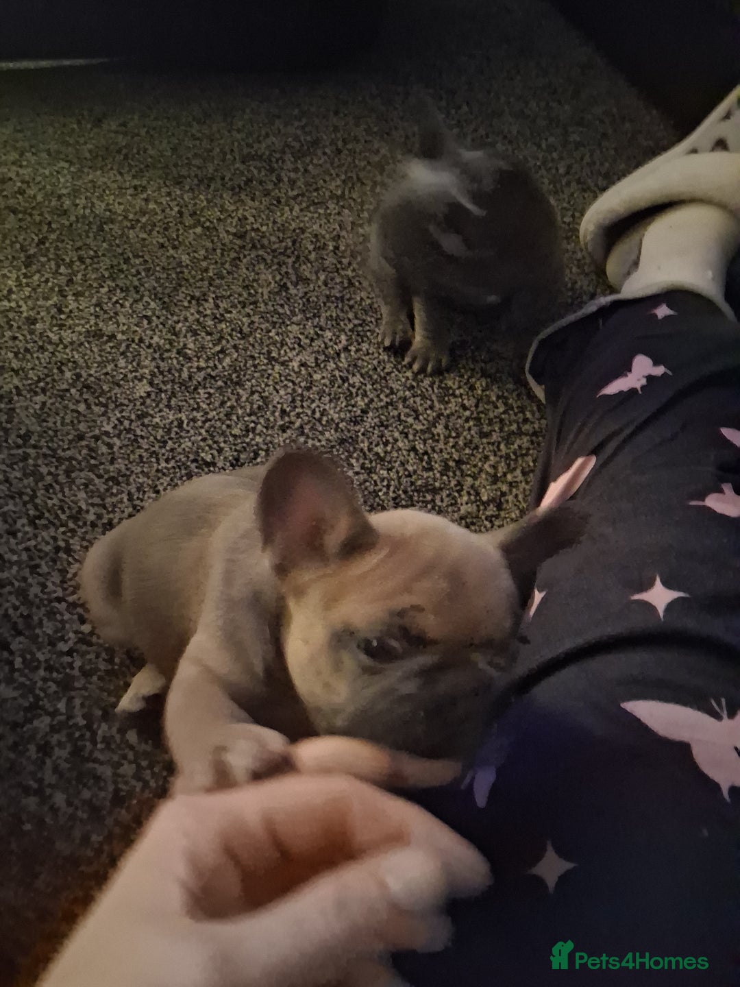 French Bulldog dogs for sale: French bulldogs - Advert 13