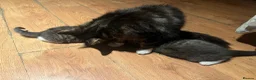 Mixed Breed cats for sale: Cute and playful - Advert 3