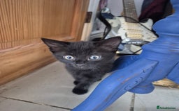 British Shorthair cats for sale: 5 adorable, playful kittens for sale. - Image 3