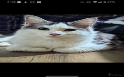 Maine Coon cats for sale: One Maine Coon silver tabby boy left. Ready now!  - Image 8