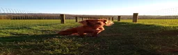 Cocker Spaniel dogs for sale: KC REG RED WORKING COCKER SPANIEL - Advert 2