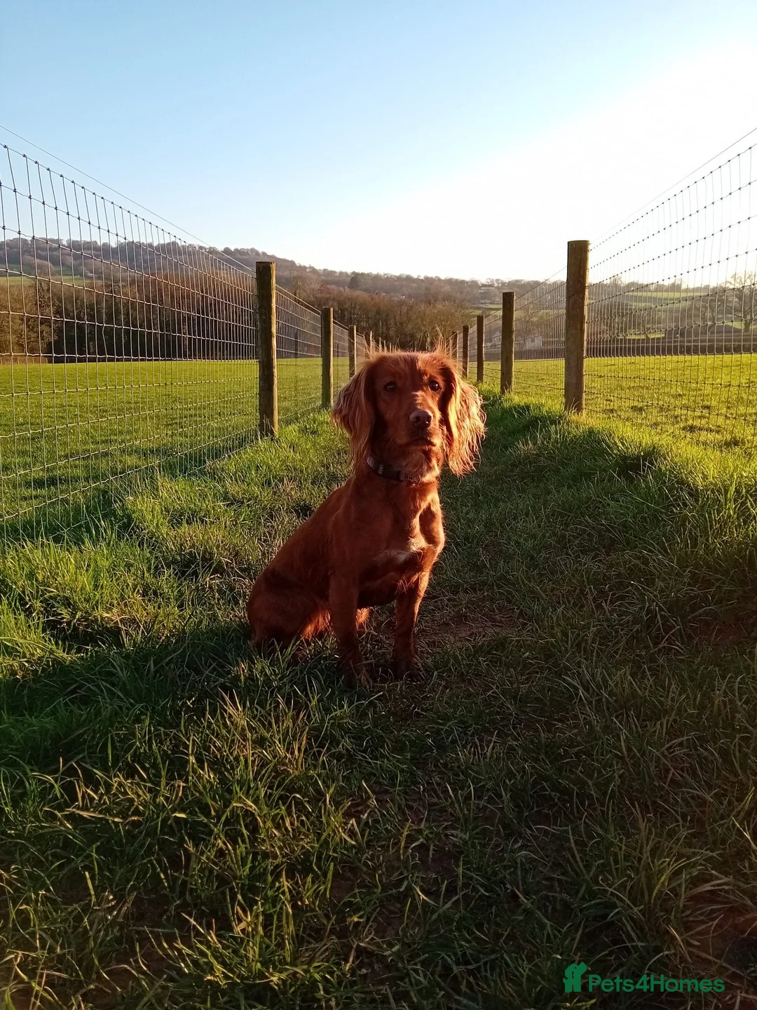 Cocker Spaniel dogs for sale: KC REG RED WORKING COCKER SPANIEL - Advert 2