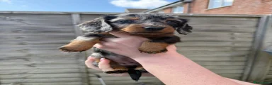 Dachshund Puppy 5