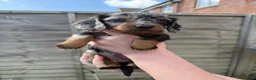 Dachshund dogs for sale: KEC REG MINIATURE LONG HAIRED dachshund puppies - Advert 30