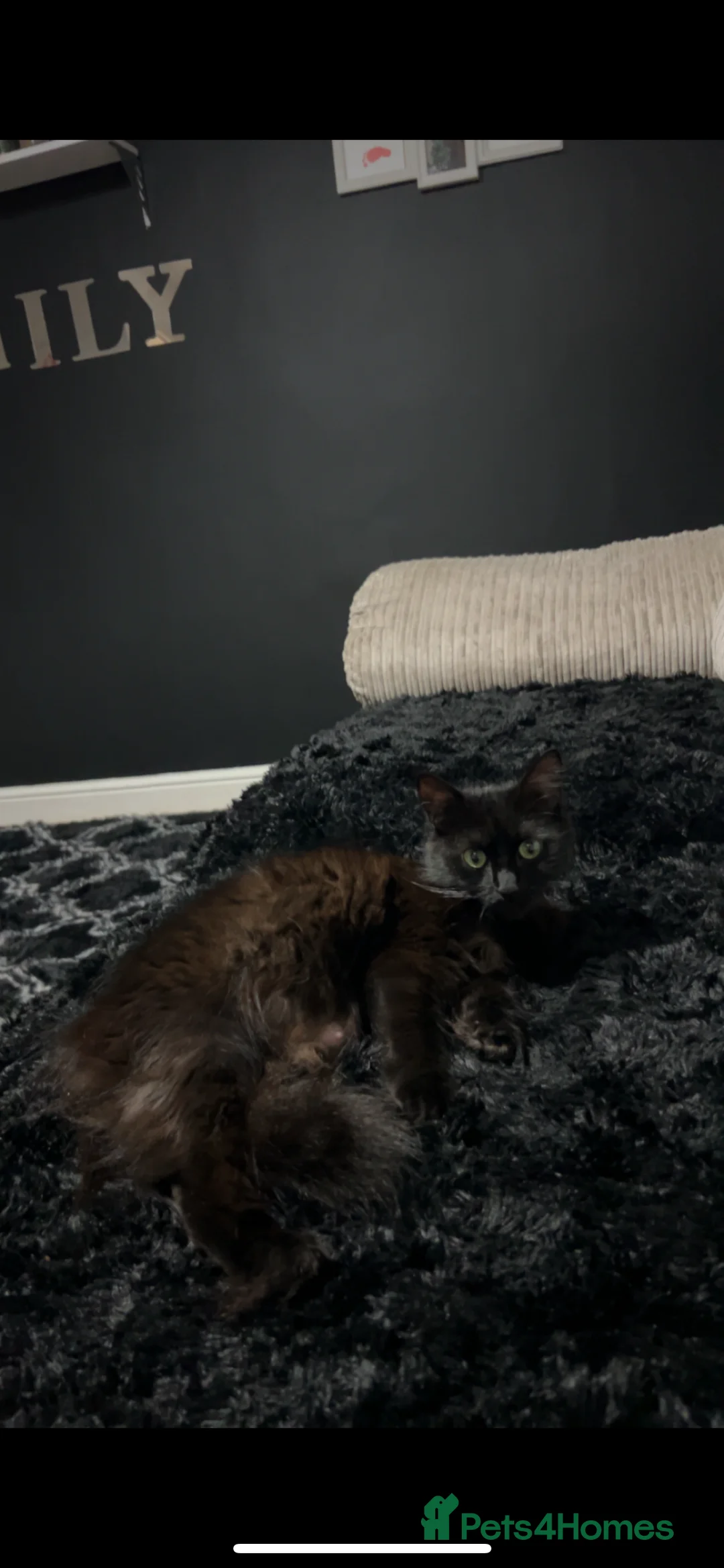 Mixed Breed cats for sale: Beautiful black fluffy cat  - Advert 3