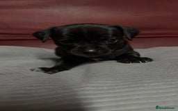 Chihuahua dogs for sale: Chihuahua Boys  - Image 5