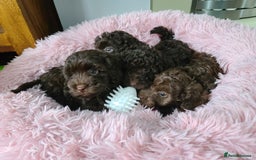 Cavapoo dogs for sale: Chocolate F1B Cavapoos. Health Tested.  - Image 3