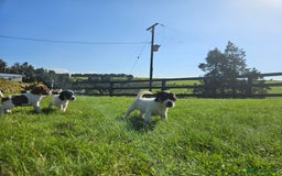 Jack Russell dogs for sale: Traditional Jack Russell Puppies - Image 7