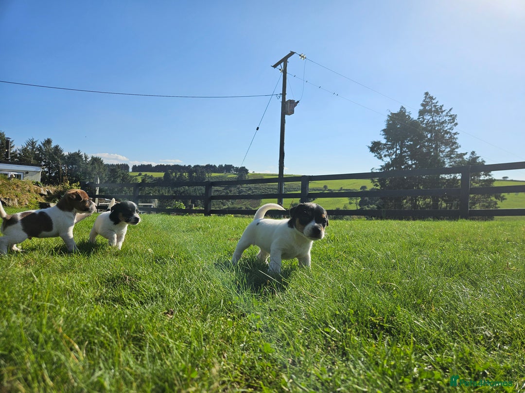 Jack Russell dogs for sale: Traditional Jack Russell Puppies - Image 7