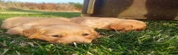 Golden Retriever dogs for sale: KC Reg Health Tested Dark Golden Retriever Puppies - Advert 13