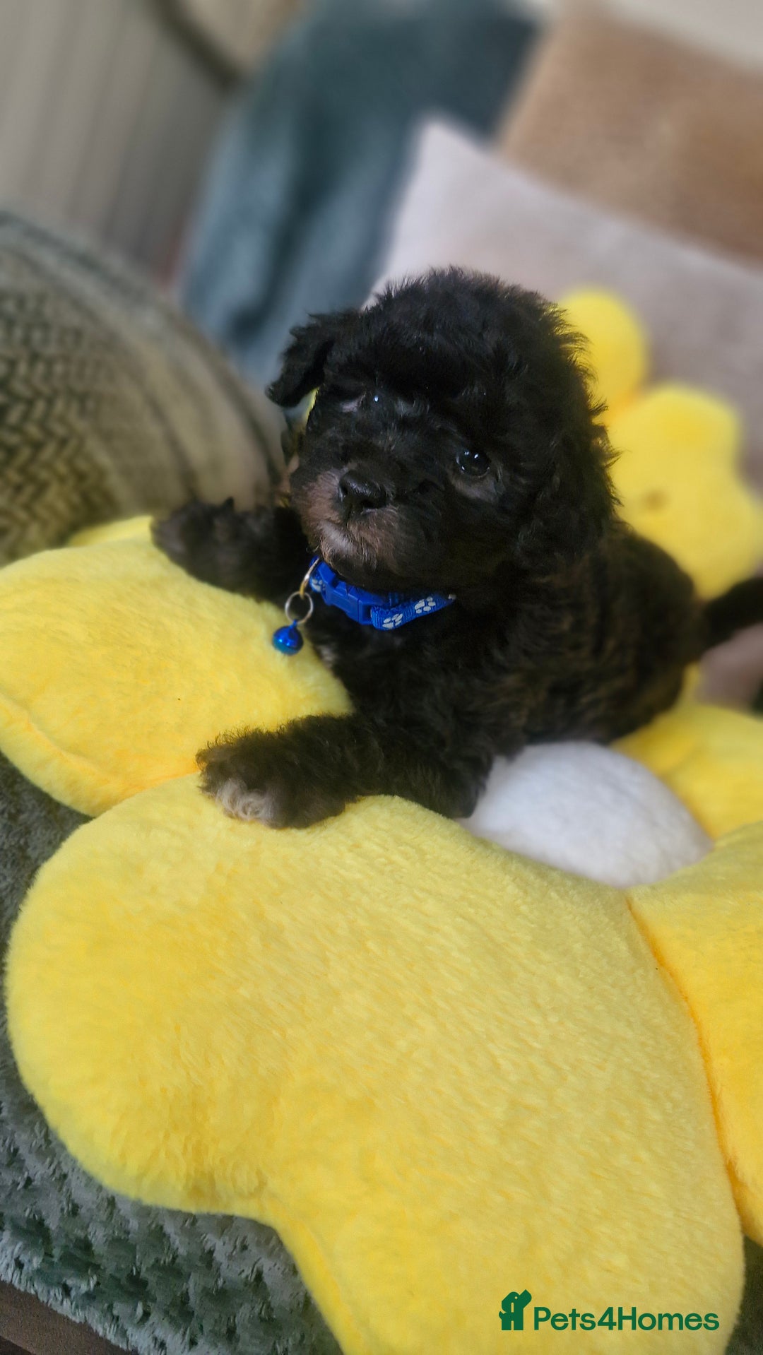 Mixed Breed dogs for sale: Maltipoo puppies  - Image 12