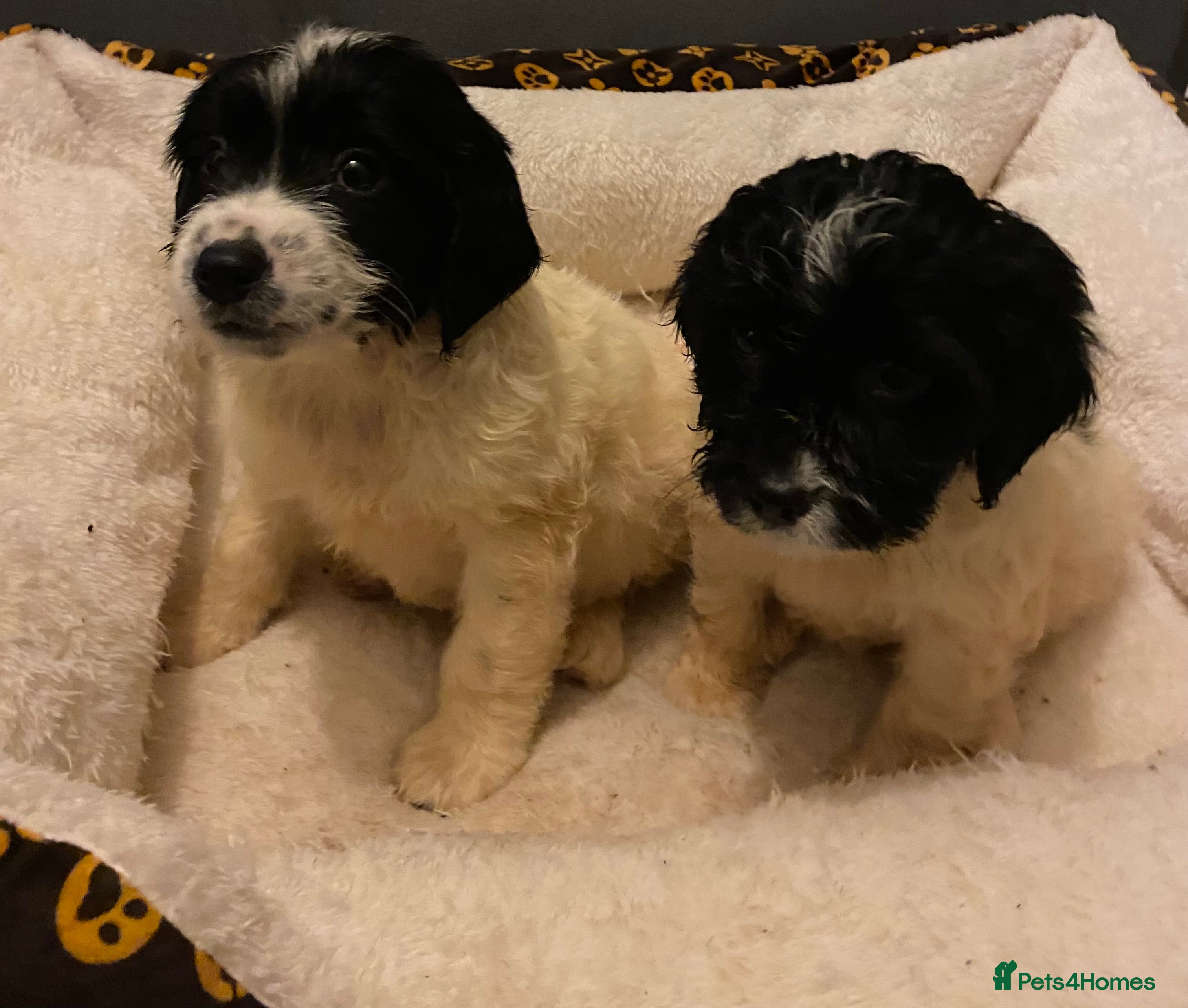 Sproodle dogs Sproodles puppies available now spaniel x poodle - Advert 1