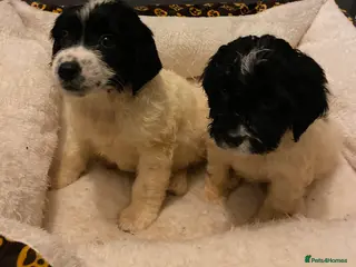 Sproodle dogs Sproodles puppies available now spaniel x poodle - Advert 1