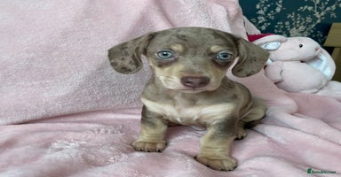 Miniature Dachshund dogs - Advert 11