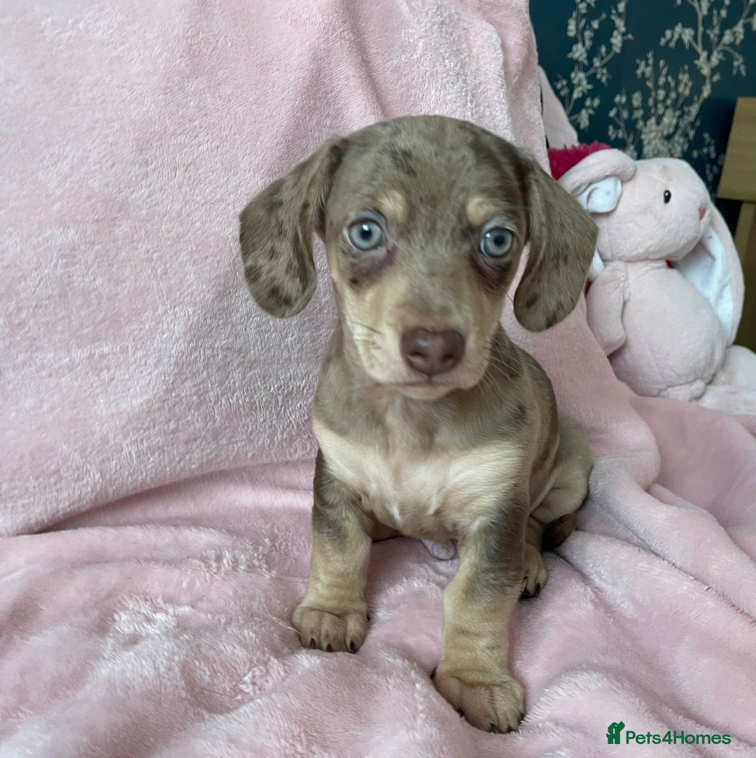 Miniature Dachshund dogs for sale: Beautiful Dachshund X - Image 2
