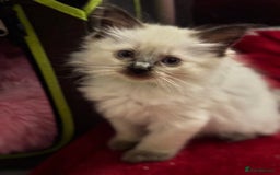 Ragdoll cats for sale: Sapphire's Ragdolls - Image 28