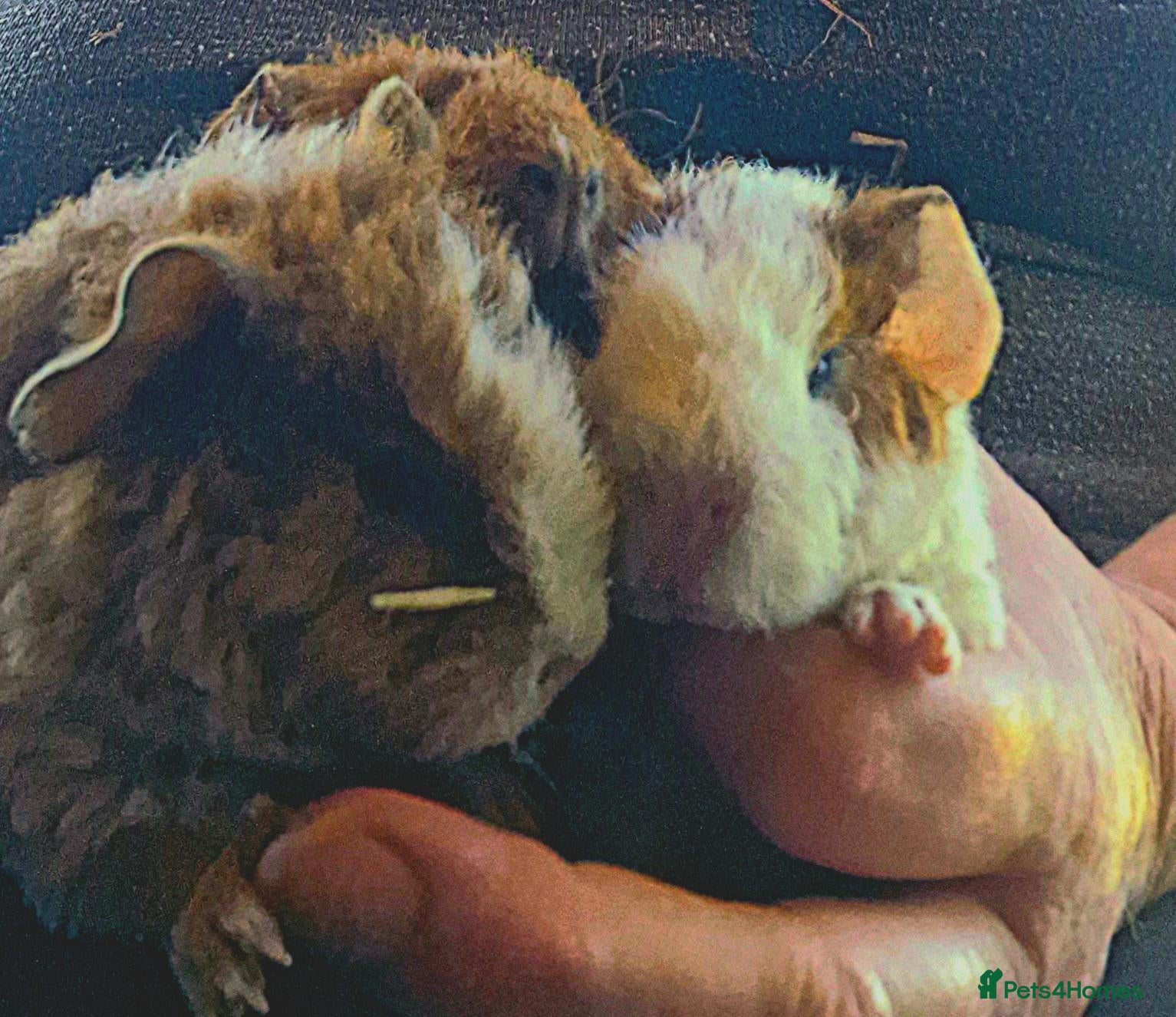 Guinea Pig rodents 4 girl teddies - Advert 9
