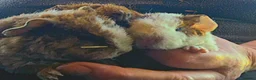 Guinea Pig rodents for sale: 4 girl teddies - Advert 1