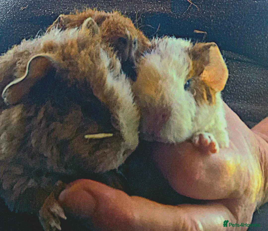 Guinea Pig rodents for sale: 4 girl teddies - Advert 1