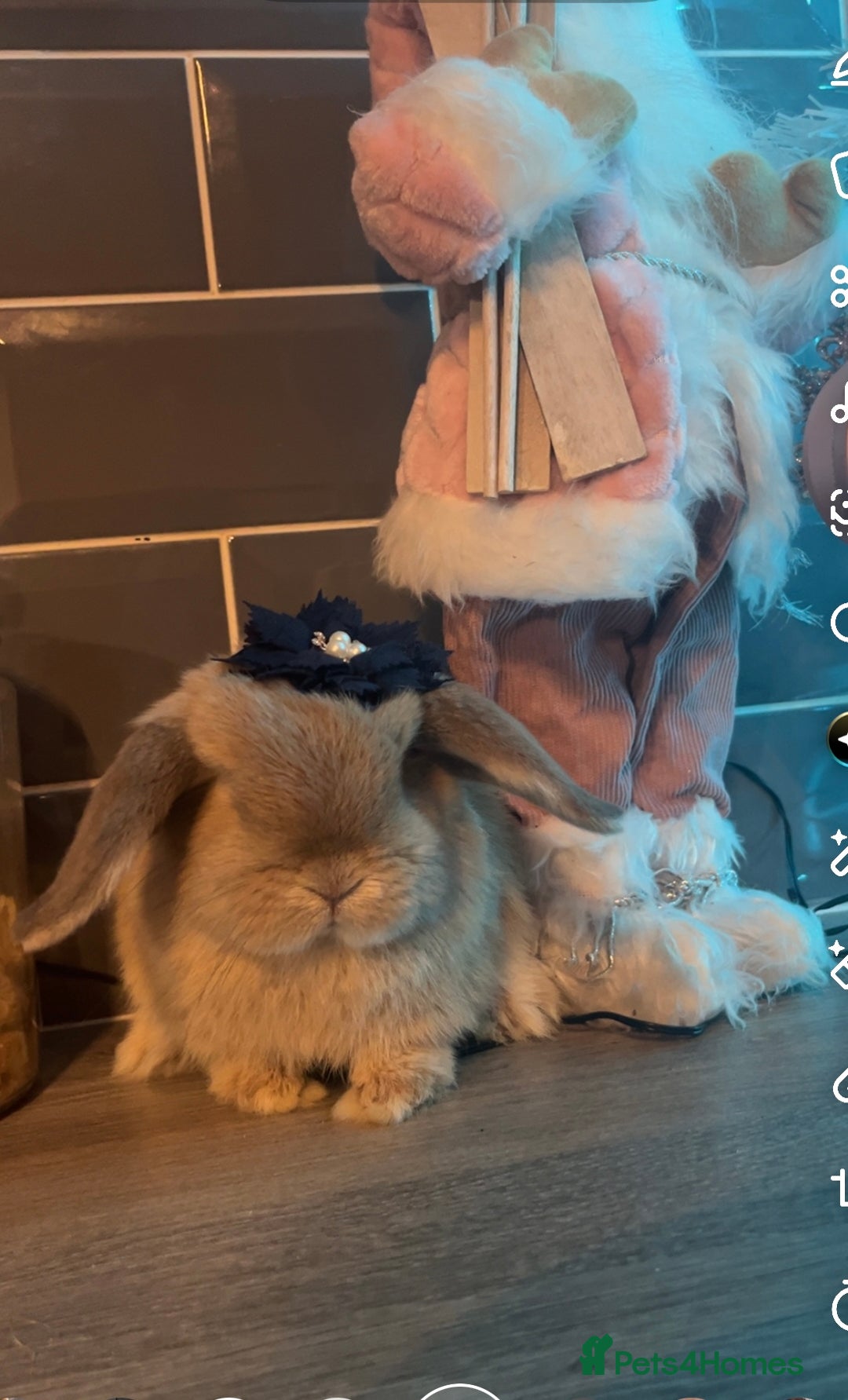 Mini Lop rabbits for sale: Litter of mini lops - Advert 1