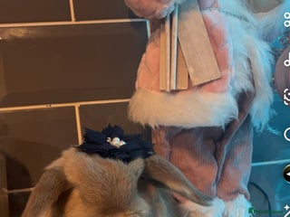 Mini Lop rabbits Litter of mini lops - Advert 2