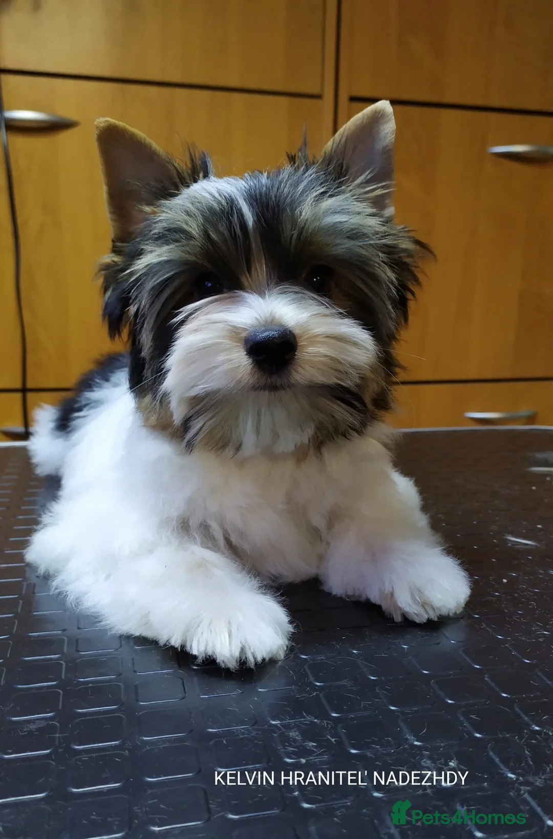 Biewer Terrier dogs for stud: BIEWER TERRIER STUD DOG - Advert 2