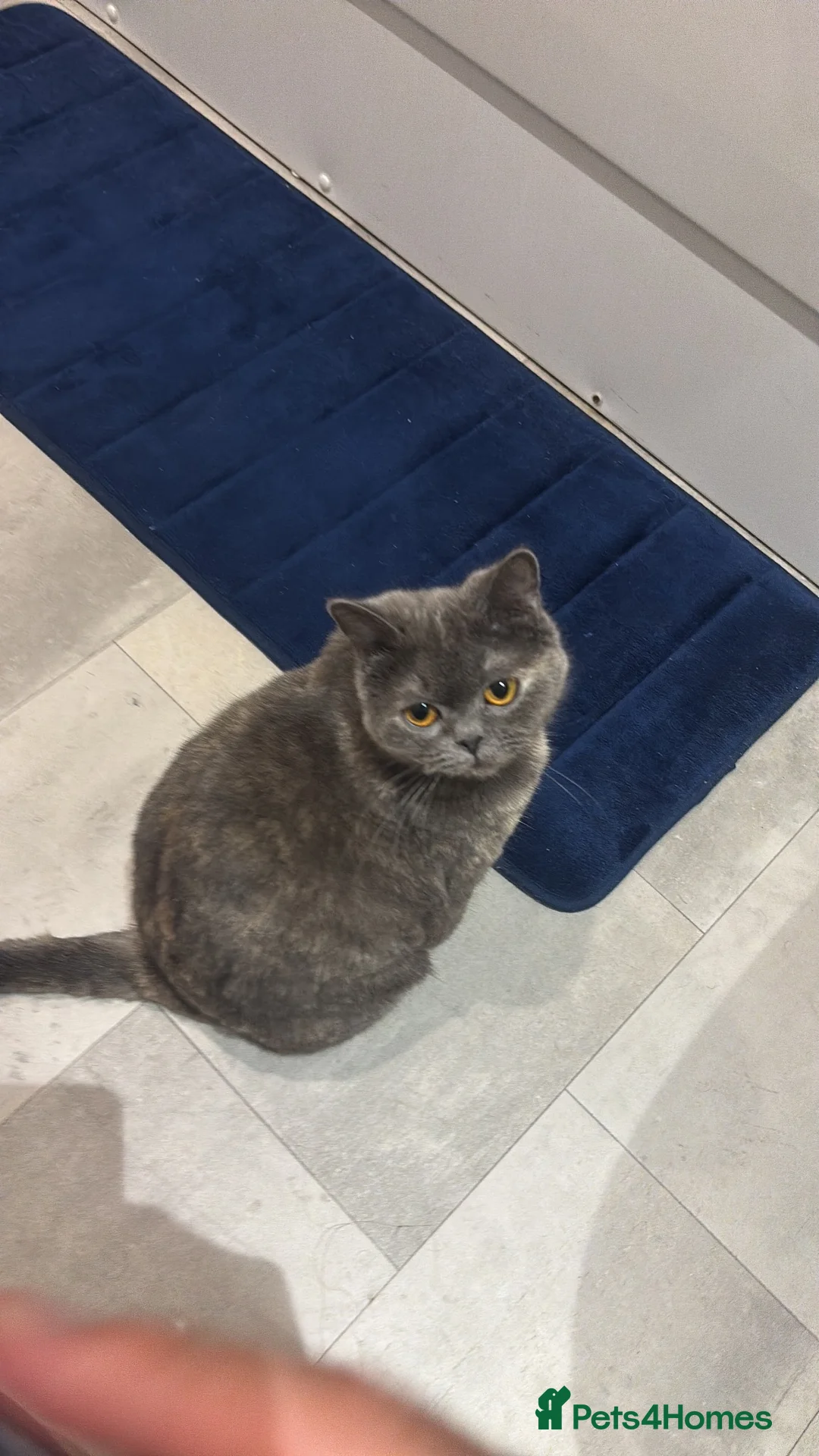 British Shorthair cats for sale: Betty and Wand  - Advert 1