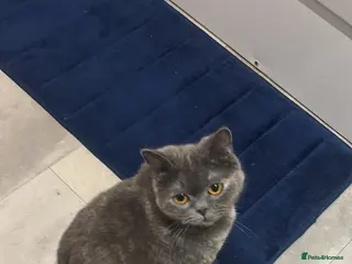 British Shorthair cats Betty and Wand - Advert 13
