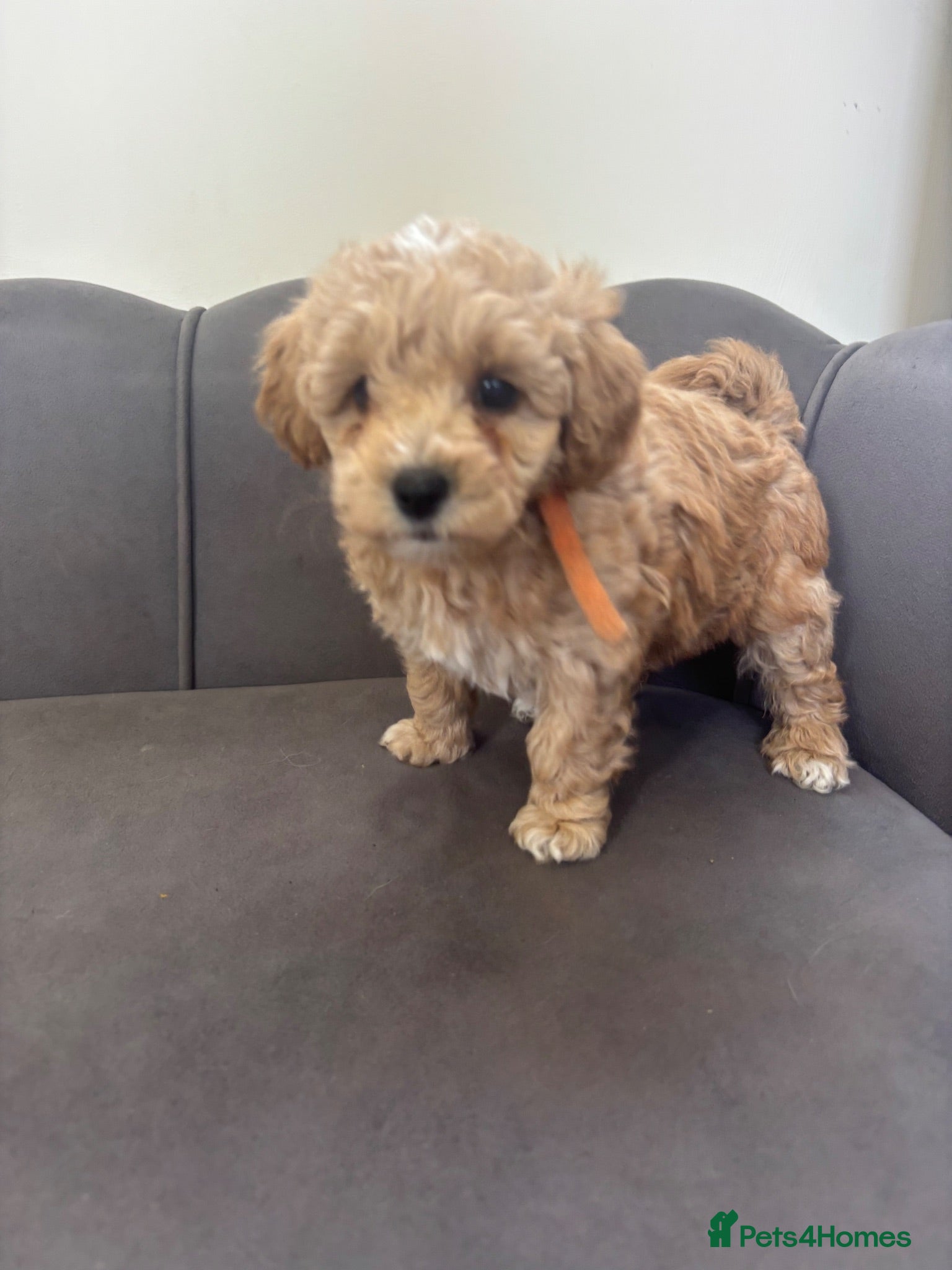 Poochon dogs Stunning Poochon Pups - Advert 2