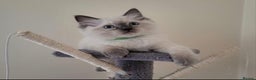 Ragdoll cats for stud: BEAUTIFUL BLUE POINT LARGE STUD RAGDOLL in Preston - Advert 23