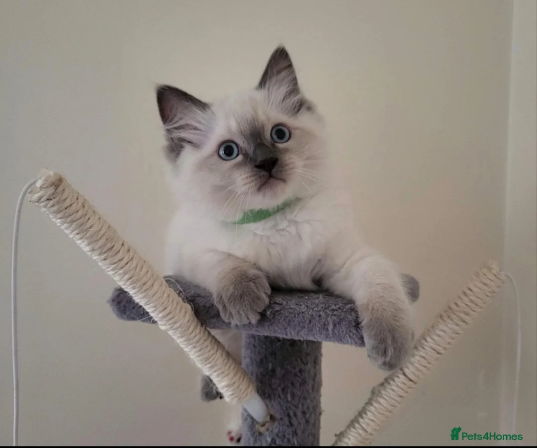 Ragdoll cats for stud: BEAUTIFUL BLUE POINT LARGE STUD RAGDOLL in Preston - Advert 23