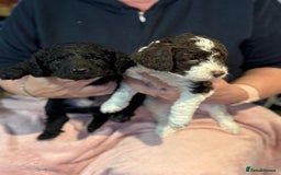 Cockapoo dogs for sale: 7 Gorgeous Cockapoo puppies for sale in St Albans - Image 4
