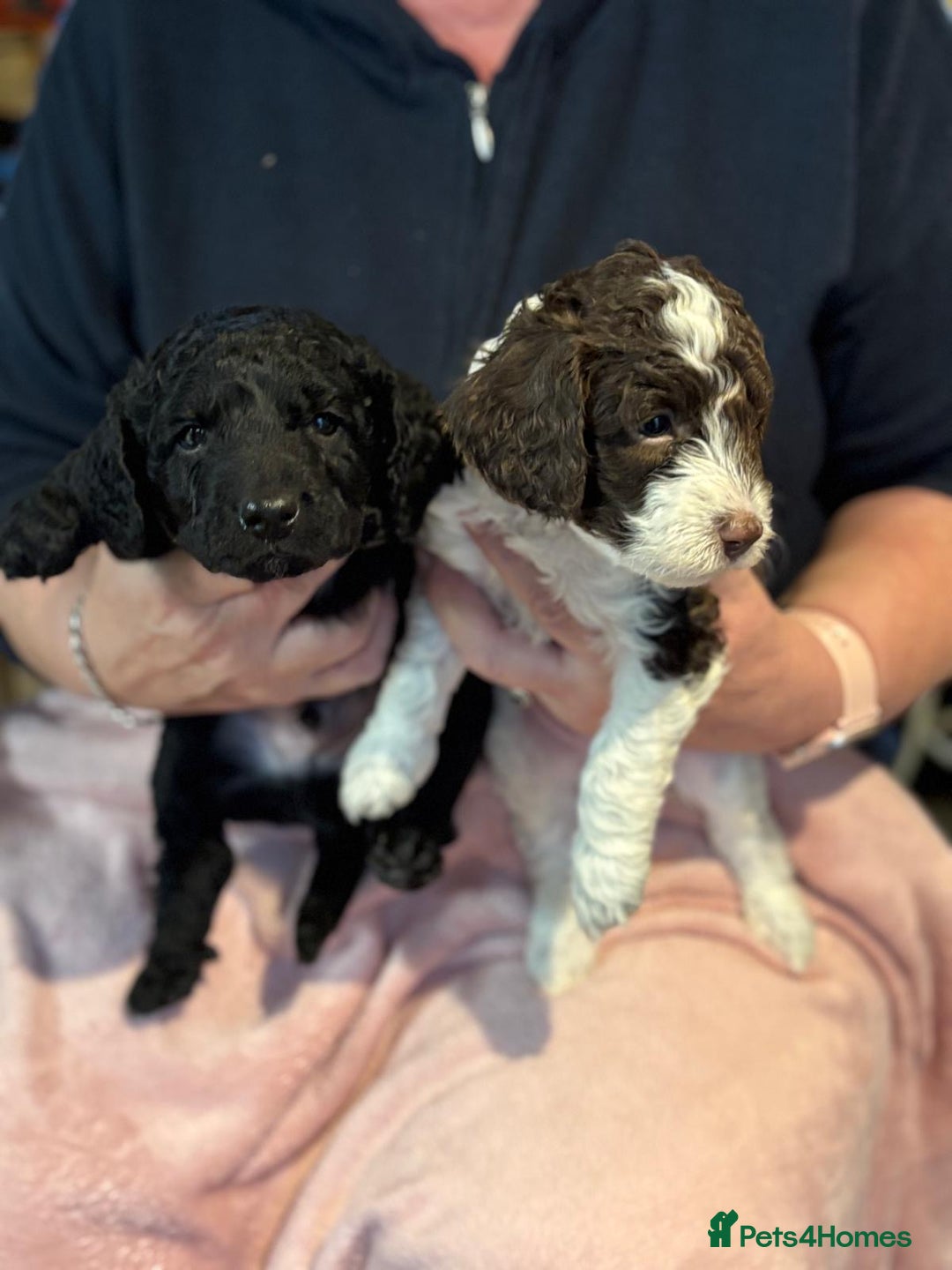 Cockapoo dogs for sale: 7 Gorgeous Cockapoo puppies for sale in St Albans - Image 4