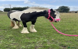 Irish Cob horses for sale: Gyspy offers considered - Image 10