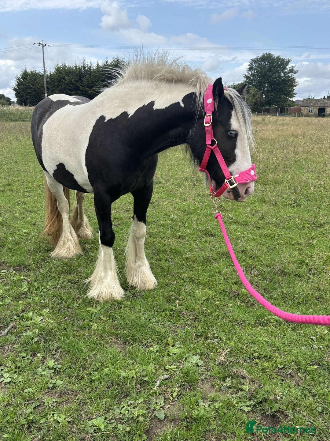 Irish Cob horses for sale: Gyspy offers considered - Image 10