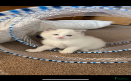 Ragdoll cats for sale: Stunning Ragdoll kittens. Ready 12 December - Image 8