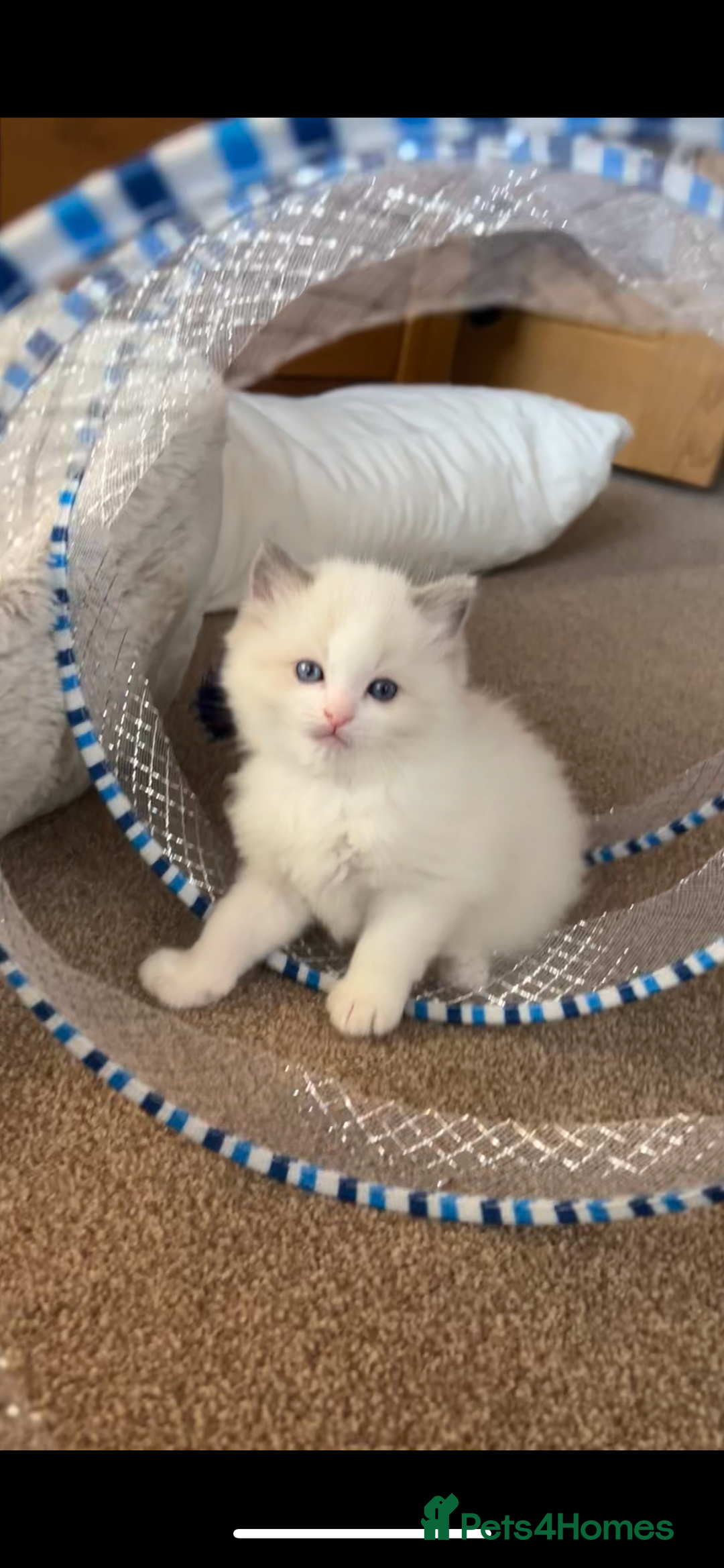 Ragdoll cats for sale: Stunning Ragdoll kittens. Ready 12 December - Image 8