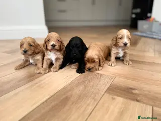 Cockapoo dogs F1 show line cockapoo puppies - Advert 16