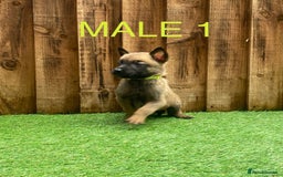 Belgian Shepherd Dog dogs for sale: Beautiful Belgium Malinois pups for sale  - Image 16