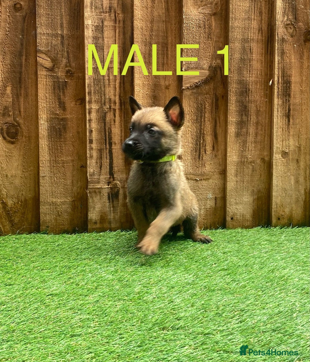 Belgian Shepherd Dog dogs for sale: Beautiful Belgium Malinois pups for sale  - Image 16