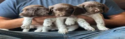 English Springer Spaniel dogs for sale: 7 gorgeous working springer spaniels  - Advert 9