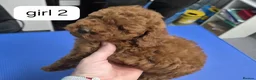 Miniature Poodle dogs for sale: Miniature Poodle  in Saint Helens - Advert 8
