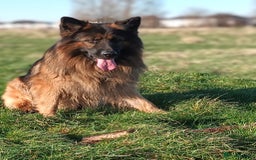 German Shepherd dogs for stud: Best blood stud - Image 10