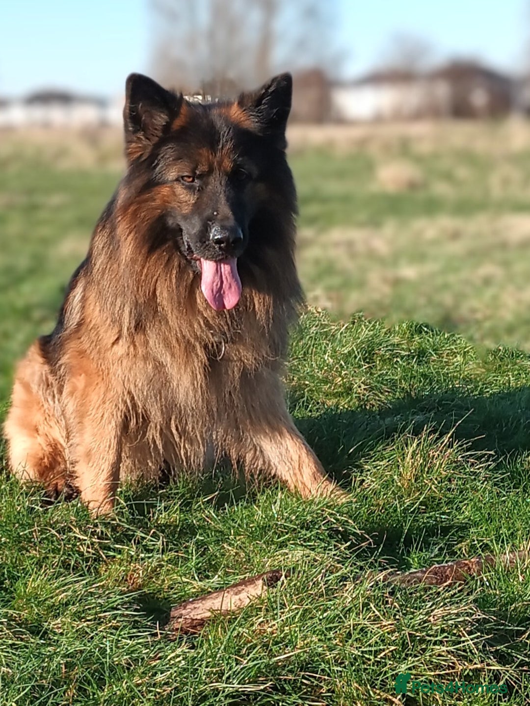 German Shepherd dogs for stud: Best blood stud - Image 10