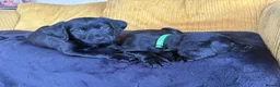 Cockerdor dogs for sale: Cockerdor Labrador Cocker spaniel puppies puppy  in Blackburn - Advert 27