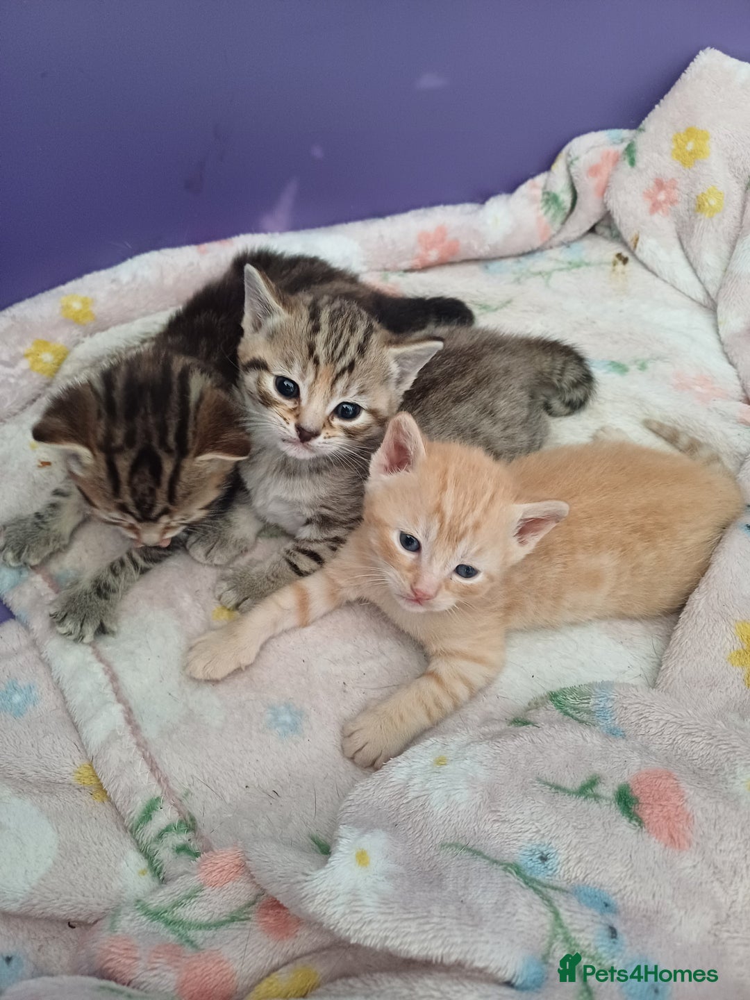 Bengal cats for sale: Bengal cross kitten  - Image 7