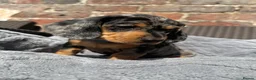 Dachshund dogs for sale: LAST 2 DACHSHUNDS LOOKING FOR THEIR FOREVER HOMES - Advert 11