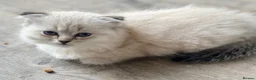 Scottish Fold cats for sale: Scottish Fold X Lilac Ragdoll twins ❤️  - Advert 4